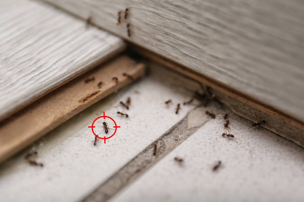 Best Mosquito Control Services  in Walthourville, GA
