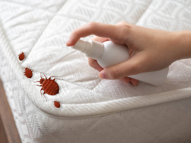 Best Termite Control Services  in Walthourville, GA